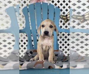 Bull Terrier-Mountain Cur Mix Dogs for adoption in Fayetteville, TN, USA