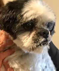 Shih Tzu-Unknown Mix Dogs for adoption in San Francisco, CA, USA
