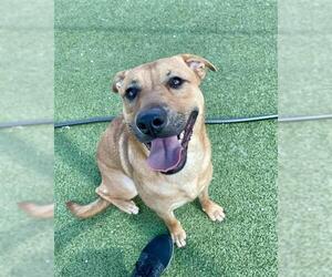 Labrador Retriever-Unknown Mix Dogs for adoption in Pasadena, TX, USA