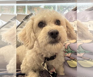 Poodle (Miniature)-Unknown Mix Dogs for adoption in Bellevue, WA, USA