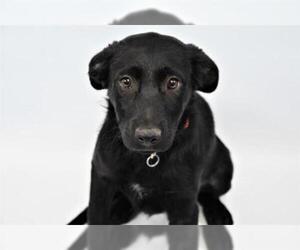 Labrador Retriever Dogs for adoption in Fort Collins, CO, USA