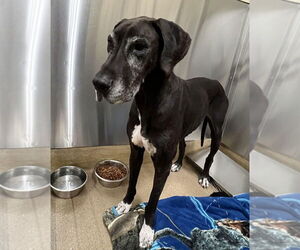 Medium Photo #3 Great Dane Puppy For Sale in Bullard, TX, USA