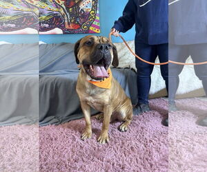 Bullmastiff Dogs for adoption in Goodyear, AZ, USA