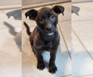 Labrador Retriever Dogs for adoption in Walnutport, PA, USA