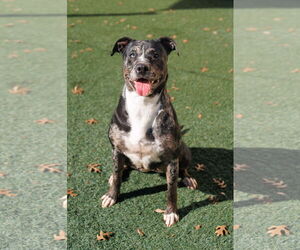Catahoula Leopard Dog-Unknown Mix Dogs for adoption in McKinney, TX, USA