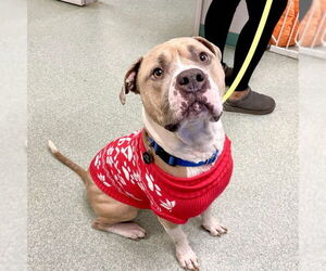 American Bulldog-Unknown Mix Dogs for adoption in Tallahassee, FL, USA