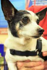 Rat Terrier Dogs for adoption in Fayette, MO, USA
