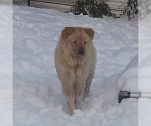 Chow Chow Dogs for adoption in Monterey, VA, USA