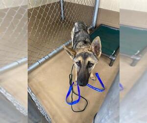 German Shepherd Dog Dogs for adoption in Chula Vista, CA, USA