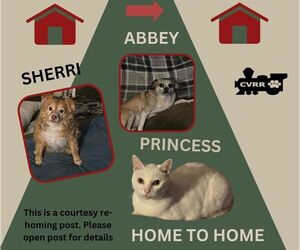 Chihuahua Dogs for adoption in Lindsay, CA, USA