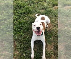 American Bulldog-American Staffordshire Terrier Mix Dogs for adoption in Newfield, NJ, USA