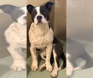 American Pit Bull Terrier Dogs for adoption in Riverside, CA, USA
