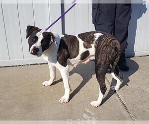 American Pit Bull Terrier Dogs for adoption in Louisville, KY, USA