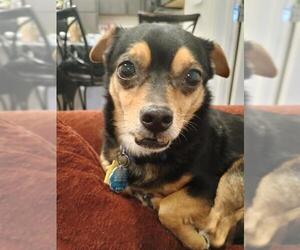 Chihuahua Dogs for adoption in San Antonio, TX, USA