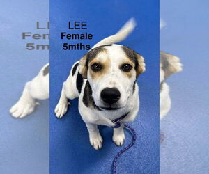 Beagle-Unknown Mix Dogs for adoption in Woodbury, NY, USA
