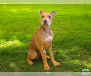 Labrador Retriever-Unknown Mix Dogs for adoption in Sacramento, CA, USA