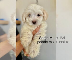Poodle (Miniature) Dogs for adoption in Studio City, CA, USA