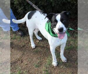 Pointer-Unknown Mix Dogs for adoption in Waynesboro, PA, USA