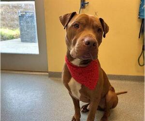 American Pit Bull Terrier Dogs for adoption in Orange, CA, USA
