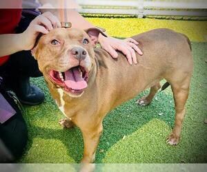 American Pit Bull Terrier Dogs for adoption in Orlando, FL, USA