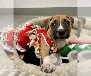American Pit Bull Terrier Dogs for adoption in San Francisco, CA, USA