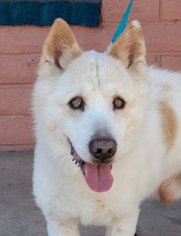 Imo-Inu Dogs for adoption in Pittsburg, CA, USA