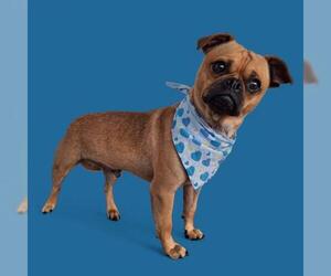 Pug-Unknown Mix Dogs for adoption in Bakersfield, CA, USA