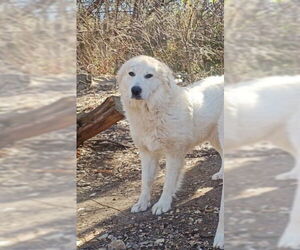 Great Pyrenees-Unknown Mix Dogs for adoption in San Antonio, TX, USA