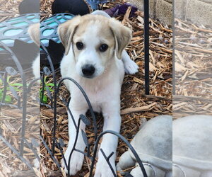 Aussie Pyrenees Dogs for adoption in Marine City, MI, USA