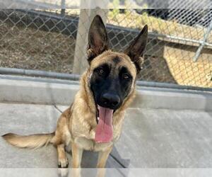 Mutt Dogs for adoption in Martinez, CA, USA