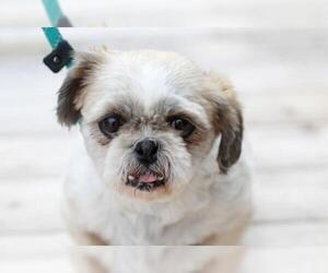 Shih Tzu Dogs for adoption in Mankato, MN, USA