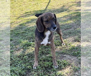 Beagle Dogs for adoption in Evansville, IN, USA