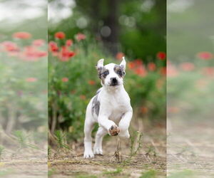 Australian Shepherd-Unknown Mix Dogs for adoption in Garner, NC, USA