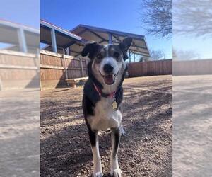 Siberian Husky-Unknown Mix Dogs for adoption in Plano, TX, USA