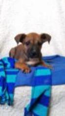 Boxer Dogs for adoption in Newark, DE, USA