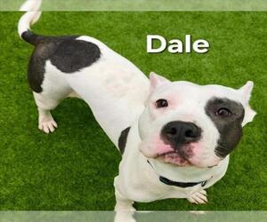 American Pit Bull Terrier-Unknown Mix Dogs for adoption in Derwood, MD, USA