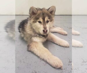 Alaskan Malamute-Unknown Mix Dogs for adoption in Anchorage, AK, USA