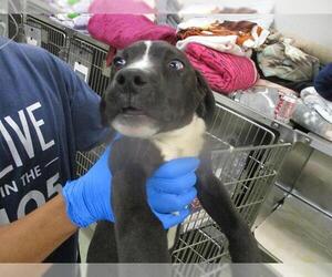 Mutt Dogs for adoption in Oklahoma City, OK, USA