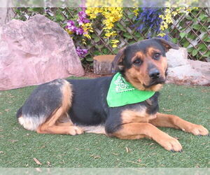 Mastiff-Unknown Mix Dogs for adoption in Oklahoma City, OK, USA