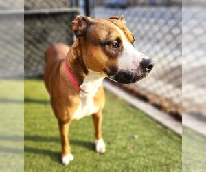 American Pit Bull Terrier Dogs for adoption in Minneapolis, MN, USA