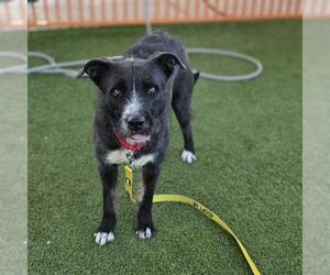 GIANT SCHNAUZER -Unknown Mix Dogs for adoption in Las Vegas, NV, USA