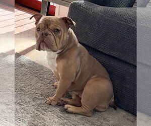 Bulldog Dogs for adoption in Chandler, AZ, USA