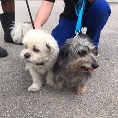 Maltipoo Dogs for adoption in Columbia, TN, USA
