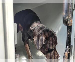 American Pit Bull Terrier-Labrador Retriever Mix Dogs for adoption in Houston, TX, USA