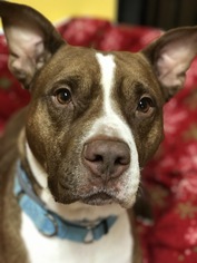 American Pit Bull Terrier-Unknown Mix Dogs for adoption in Kinderhook, NY, USA