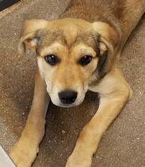 Shepradors Dogs for adoption in Greenville, TX, USA