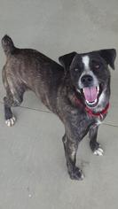 Mutt Dogs for adoption in Monroe, OH, USA