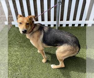 German Shepherd Dog-Unknown Mix Dogs for adoption in Modesto, CA, USA