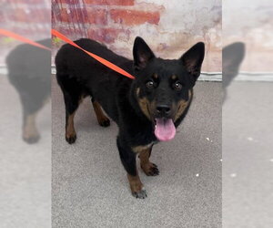 Shiba Inu-Unknown Mix Dogs for adoption in San Bernardino, CA, USA