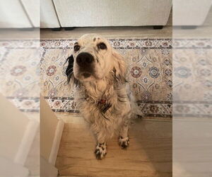 English Setter-Unknown Mix Dogs for adoption in Elmsford, NY, USA